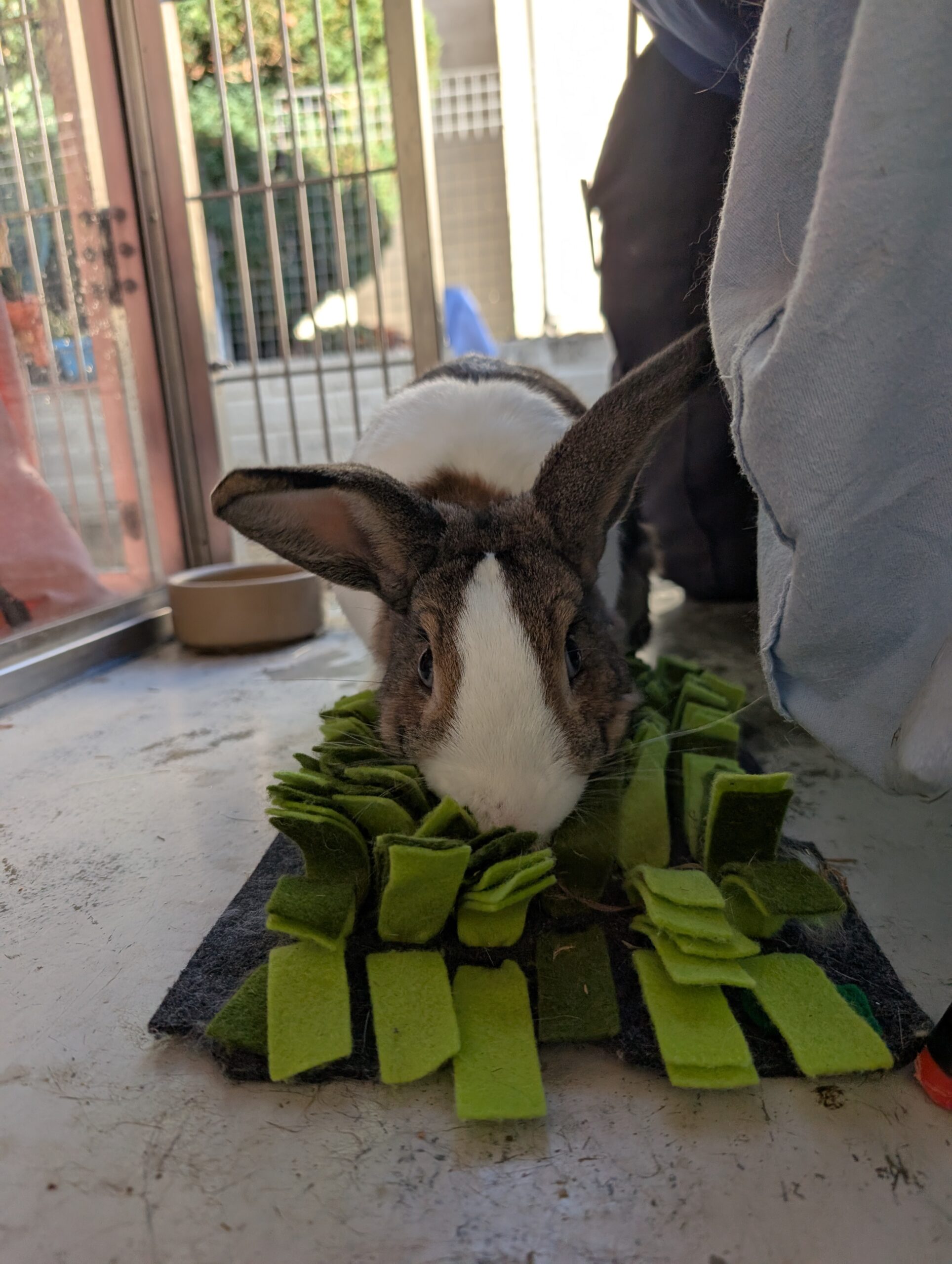 Milo — photo 4
