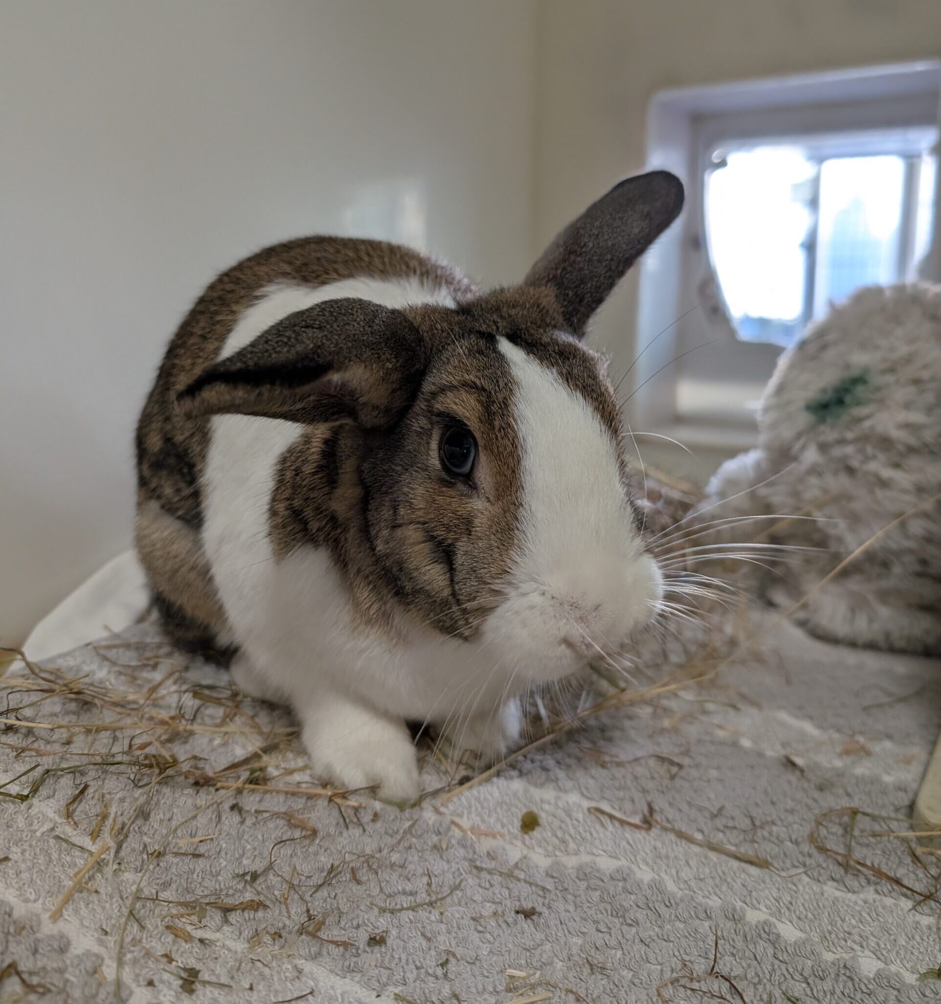 Milo — photo 3