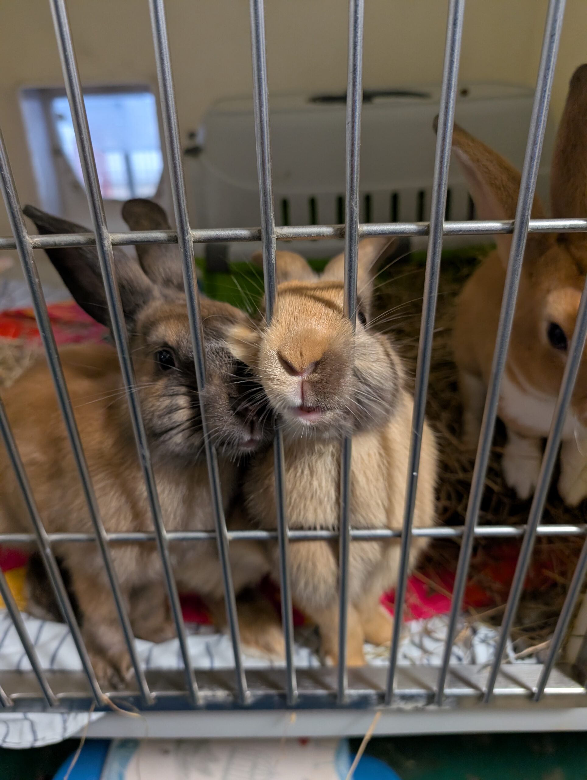 Arlo & Honey & Billie — photo 5