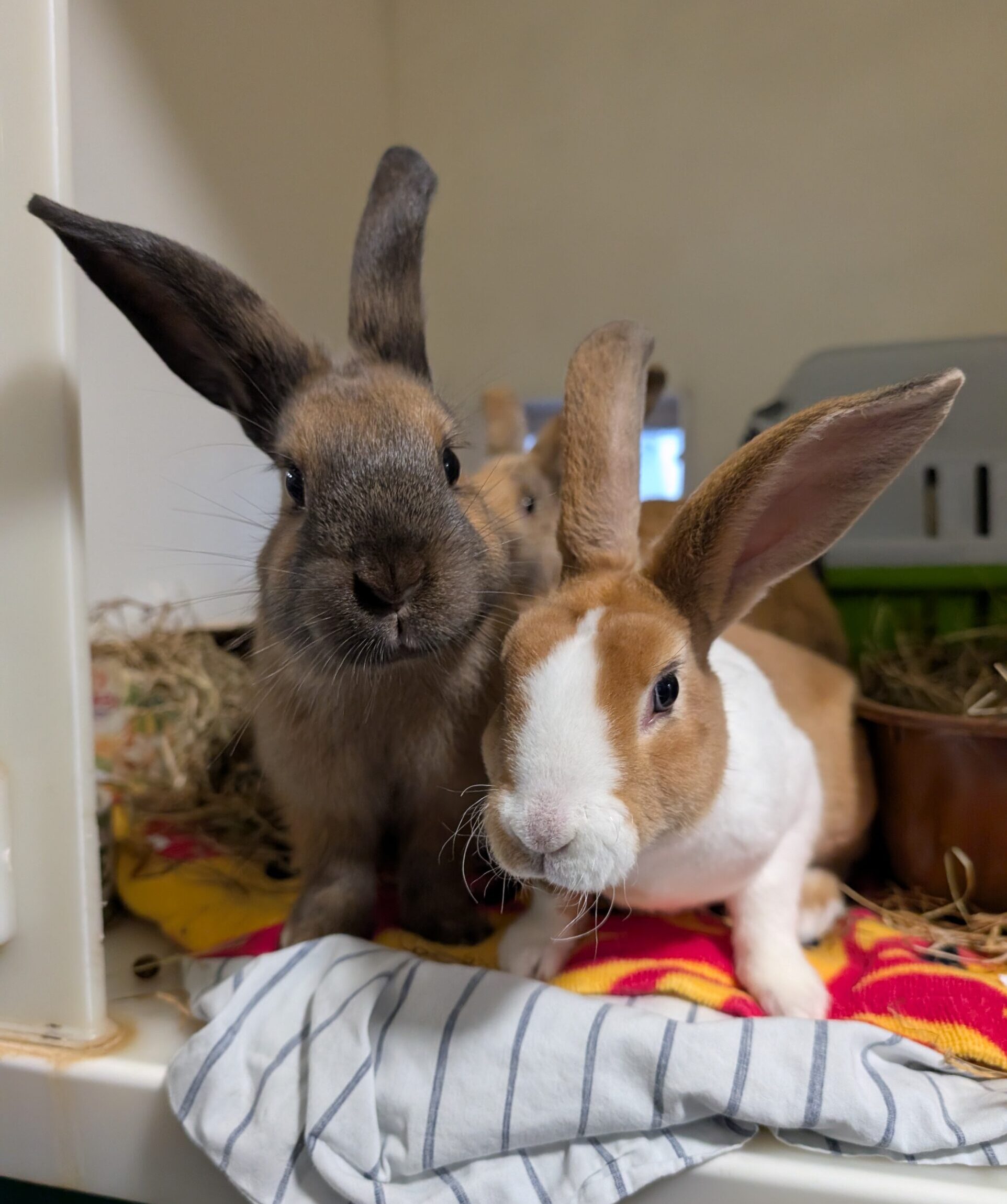 Arlo & Honey & Billie — photo 4