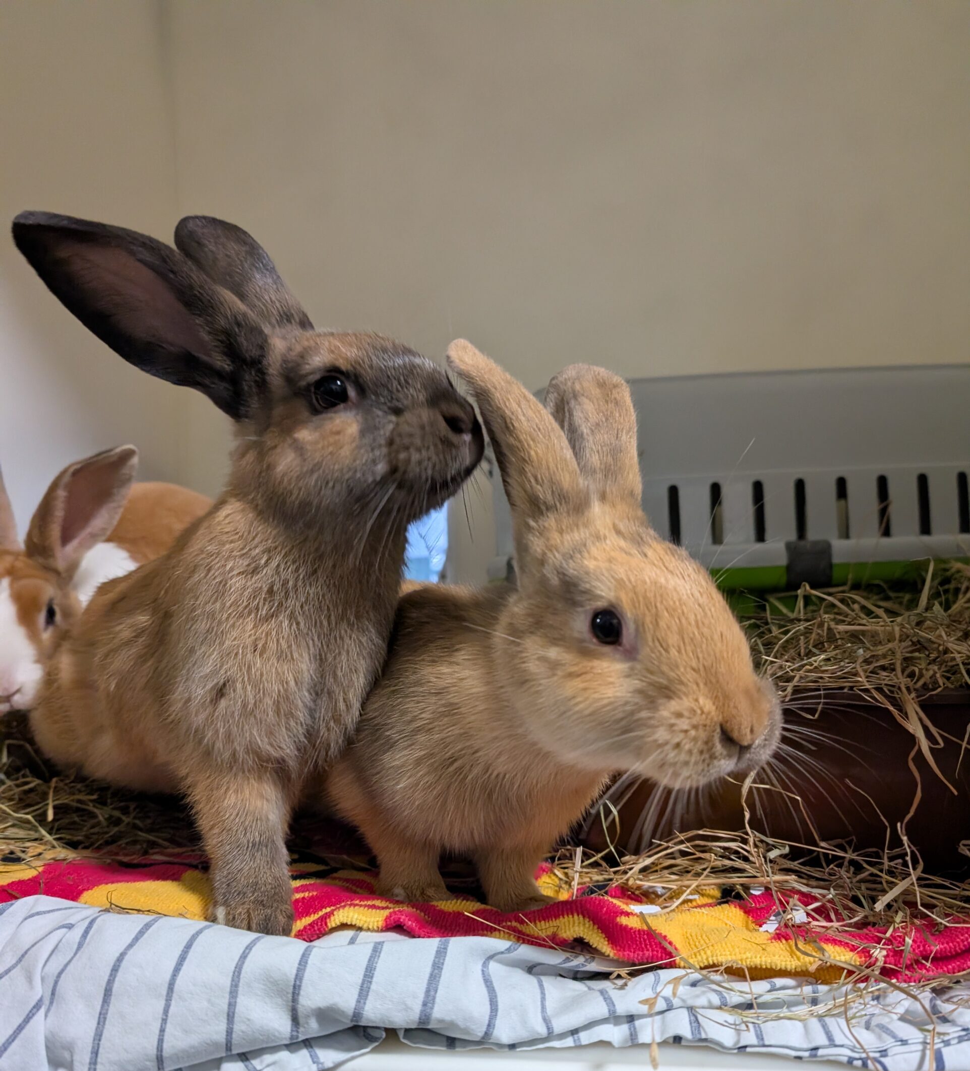 Arlo & Honey & Billie — photo 3