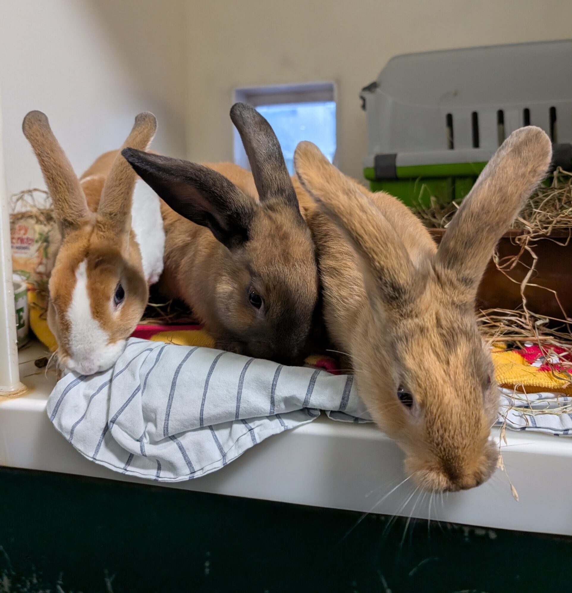 Arlo & Honey & Billie — photo 2